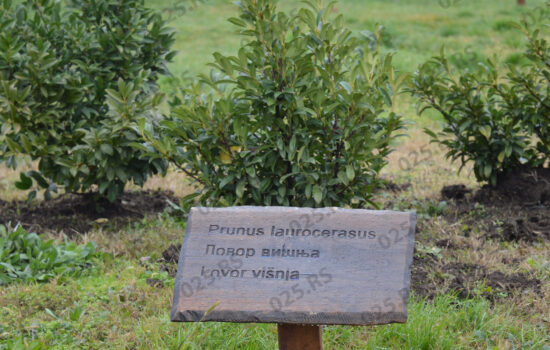 Gradski park - sadnja u Bloku 82 - 1