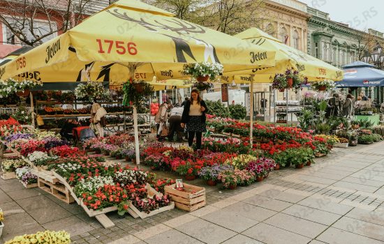 Sombor - Festival cveća 2