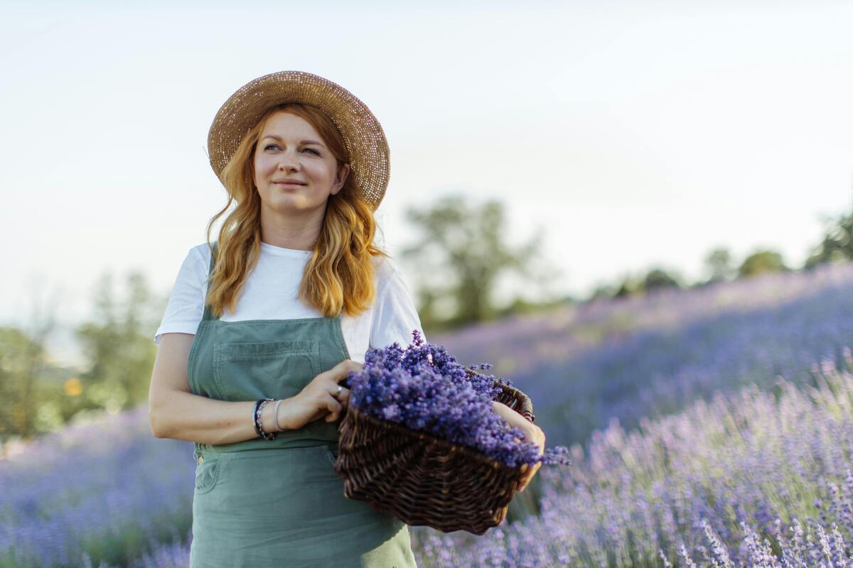 Lavanda