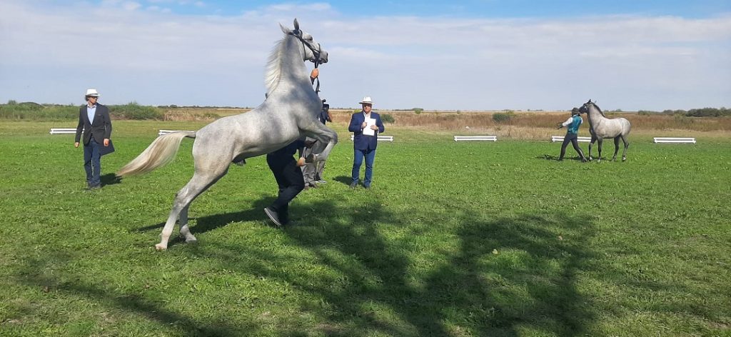 Nacionalna izložba konja lipicanera u Staparu