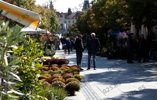  Glavna ulica procvetala u oktobru