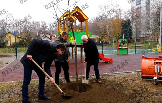 Sadnja drveća kod Amana u Somboru - Selenča