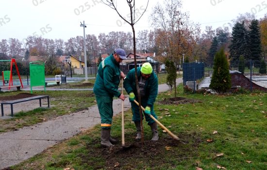 Sadnja drveća kod Amana u Somboru - Selenča