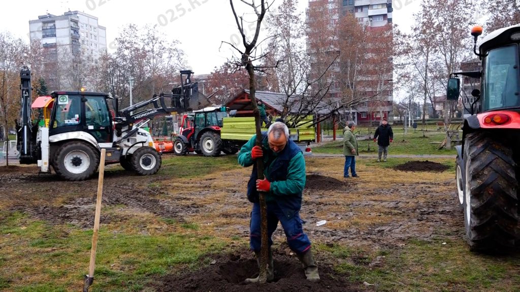 Sadnja drveća kod Amana u Somboru - Selenča