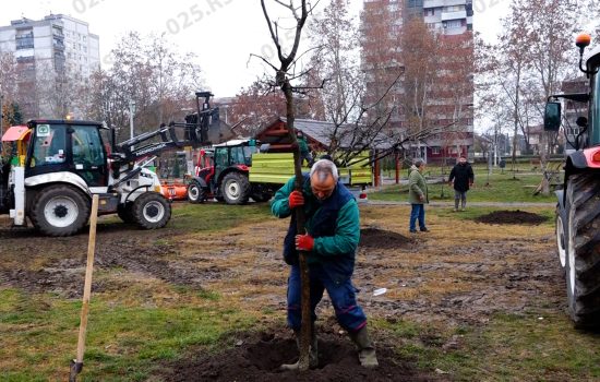 Sadnja drveća kod Amana u Somboru - Selenča