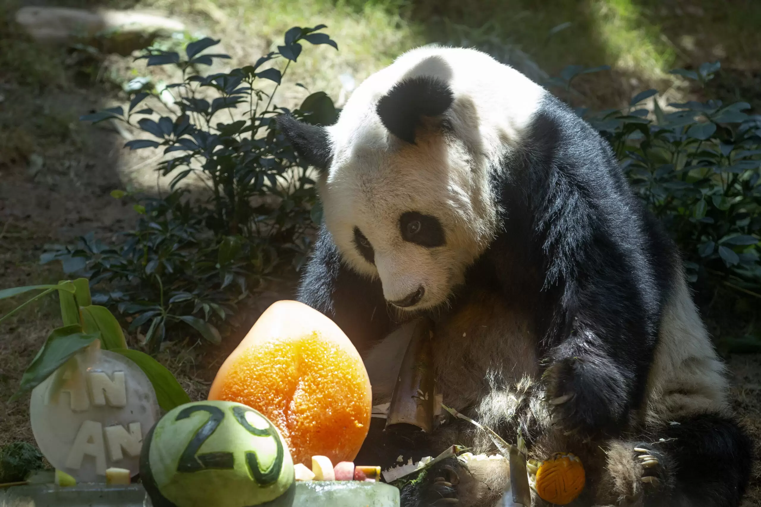 Hong Kong - panda